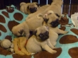 The Salvadores Pug Farm